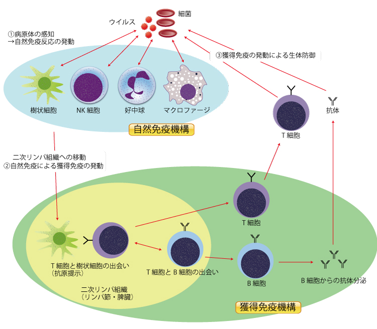 免疫、抗体産生、B細胞、形質細胞